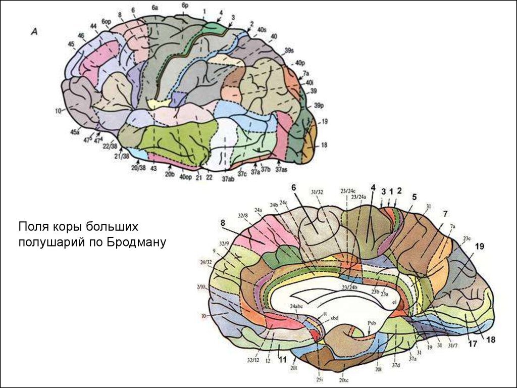 Функции полушарий головного мозга и их развитие