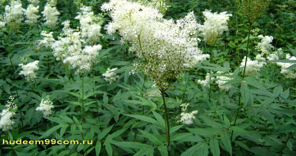 Лабазник вязолистный, таволга, белоголовник