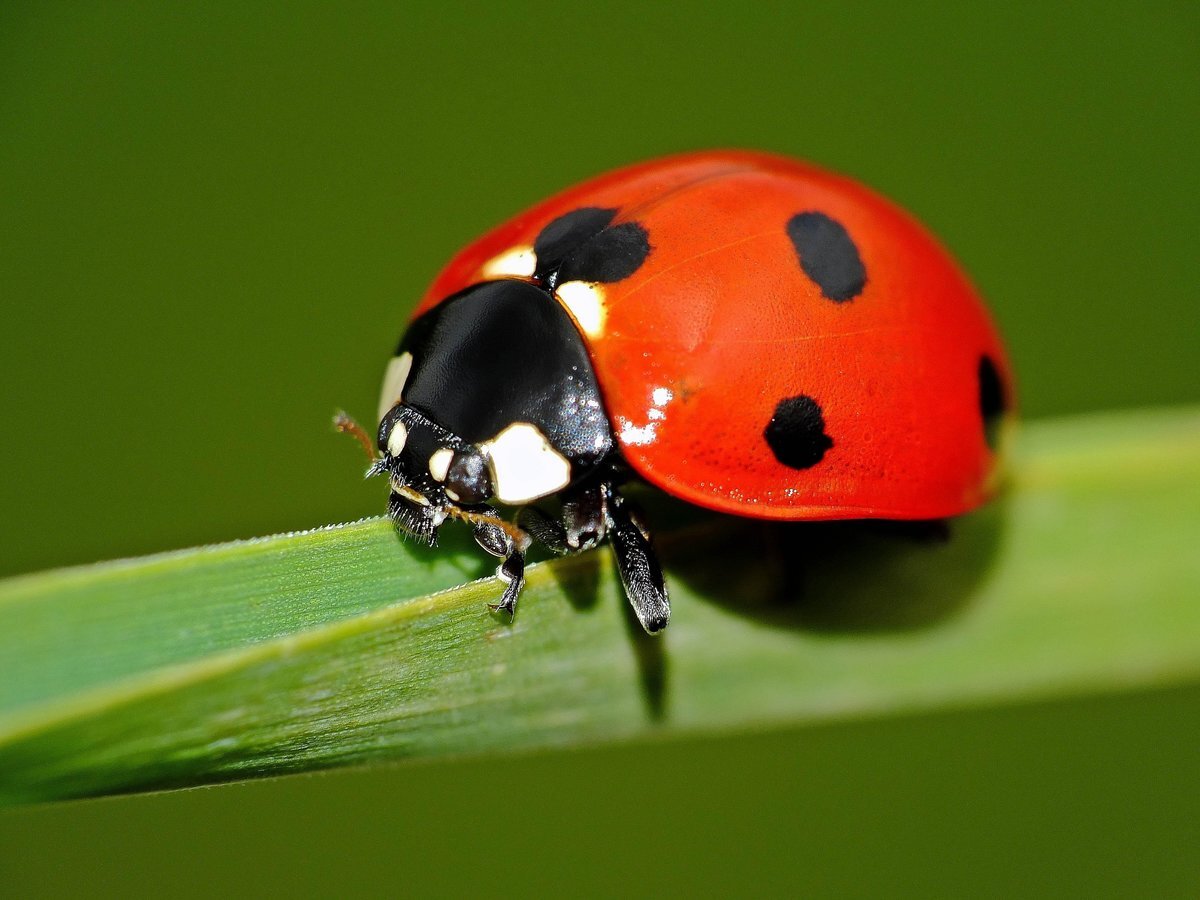 
Насекомые — беспозвоночные животные. Их анатомия в корне расходится со строением позвоночных, в том числе нашим. Тело позвоночных опирается на внутренний скелет. Он создан из хрящей и костей, к которым прикрепляются мышцы.