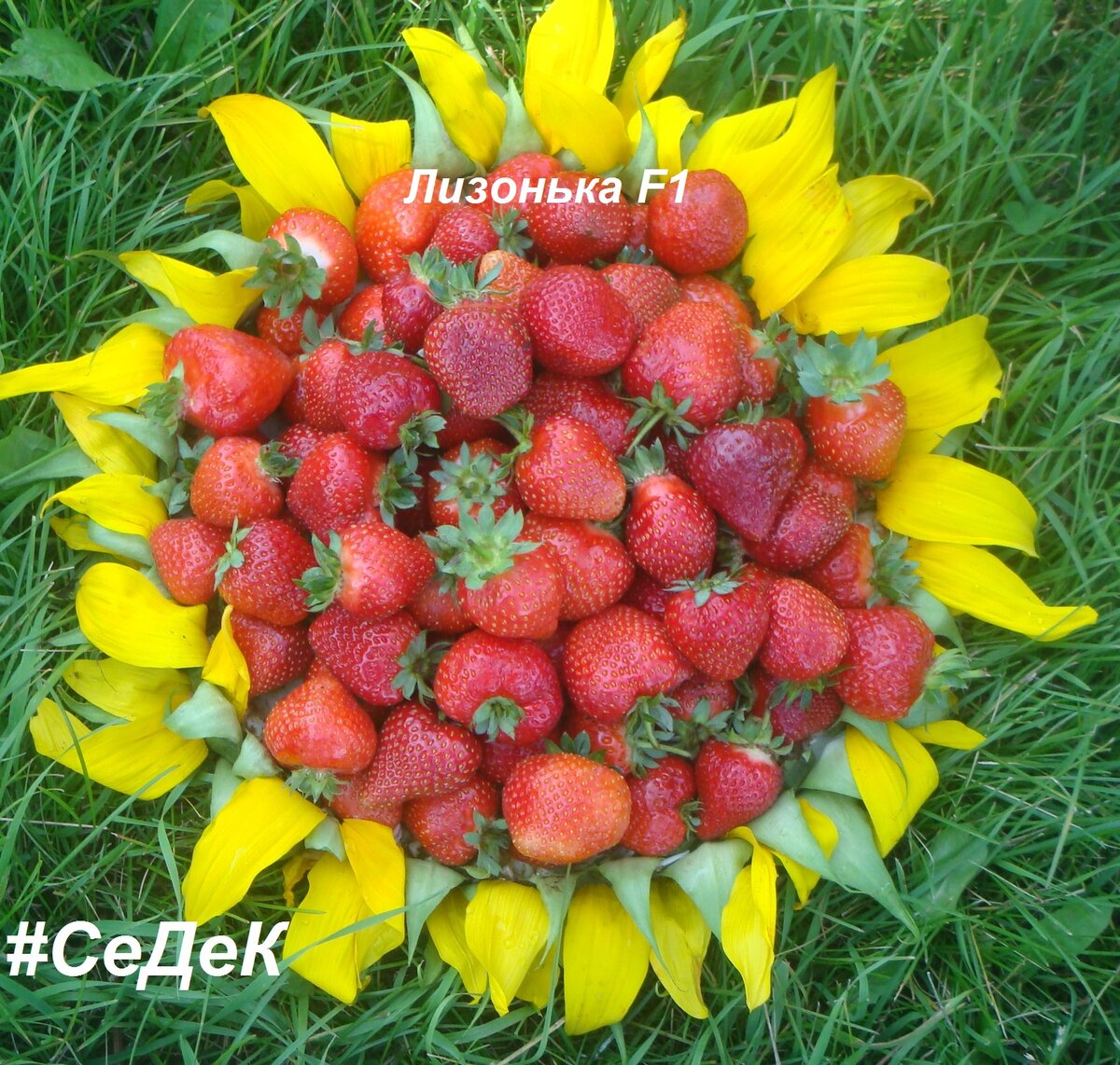 Клубника настенька Клубника настенька