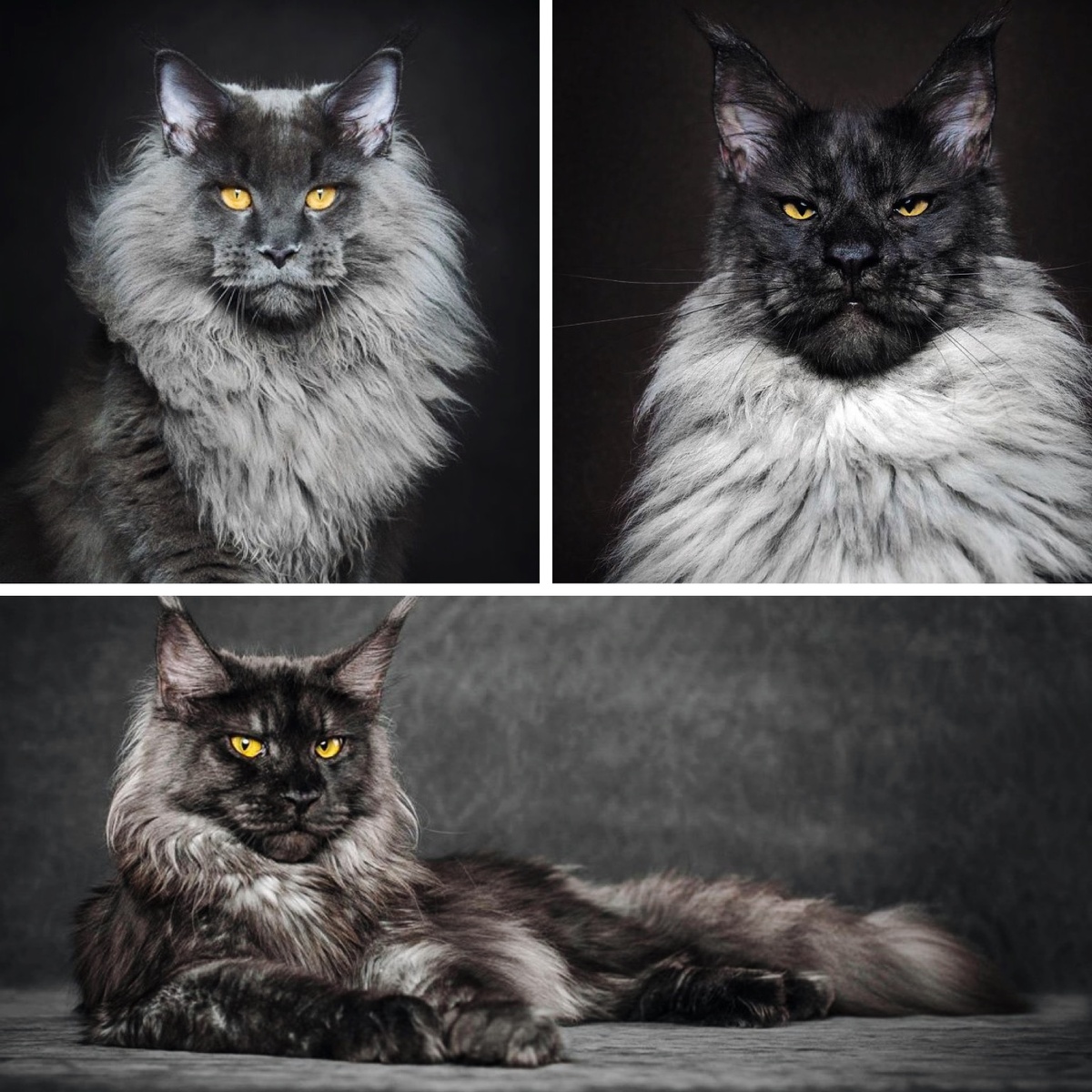 Величие Мейн Кунов