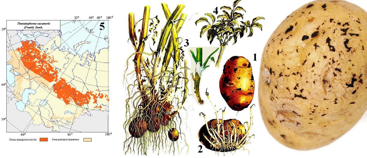 Признаки черной парши (Thanatephorus cucumeris; =Hypochnus solani; =Rhizoctonia solani): клубней (1), проростков (2) стеблей (3), верхушек (4) в ареале (5) 