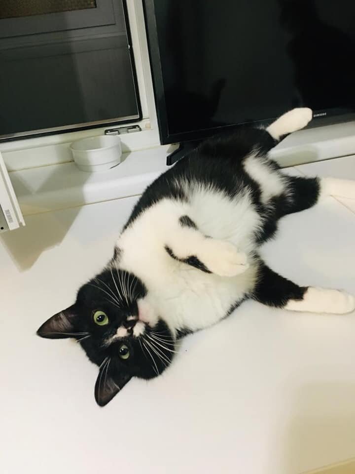 Этот кот так любит спать и валяться, что, кажется, будто он до сих пор отсыпается после своей жизни в лесу