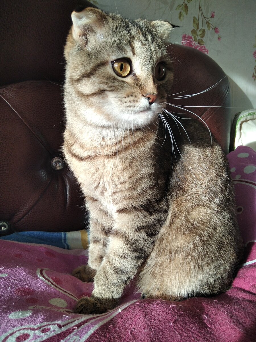 Моя кошка, кличка Буся