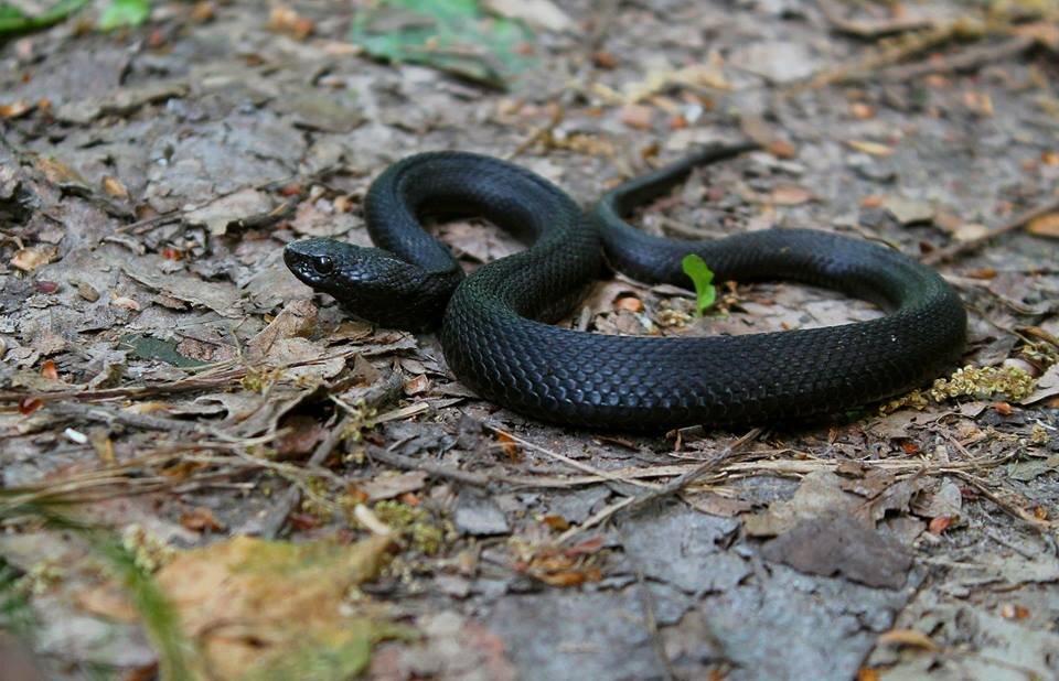 Кажись гадюка