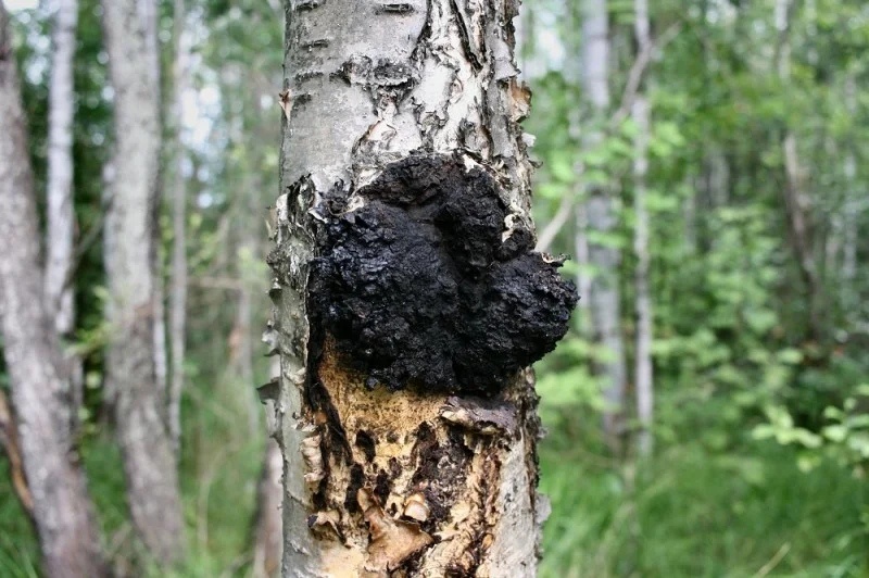 Всегда в наличии гриб чага.