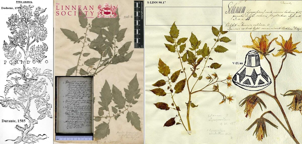Первые изображения томатов в Европе; первые рукописные упоминания Линнея о томате (2 - Lycopersicon galeni) и картофеле (3 - S. tuberosum esculentum) и гербарные листы в Линнеевских гербариях (LINN 248.16 и S-LINN 90.17). Керамическое пряслице (500-1000 н. э.) с особенностями цветка томата из Колумбии.
