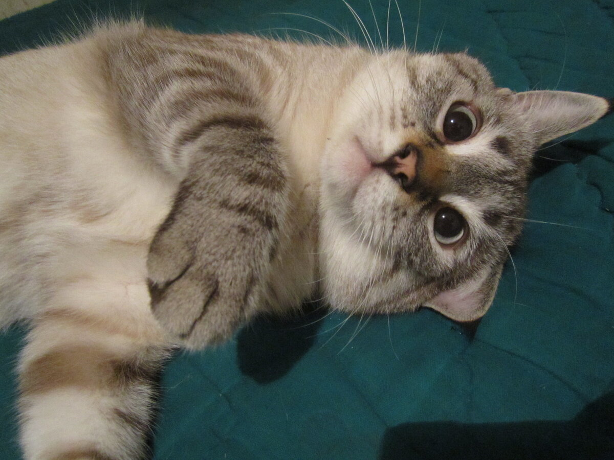 Ну, разве мы не прекрасны? - кот Ирбис.