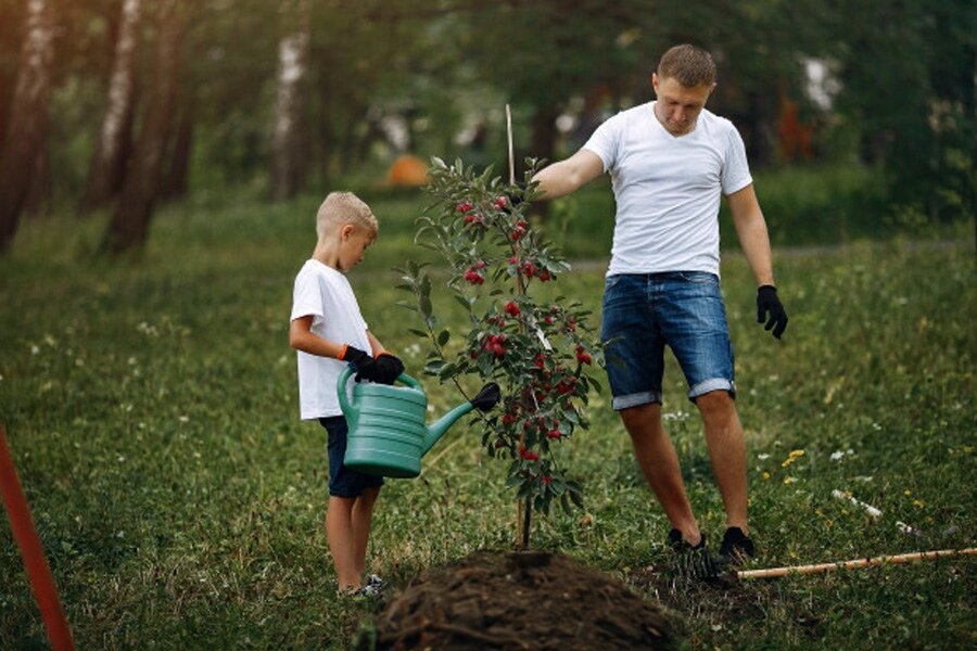 2 варианта посадки саженца на пологий холм