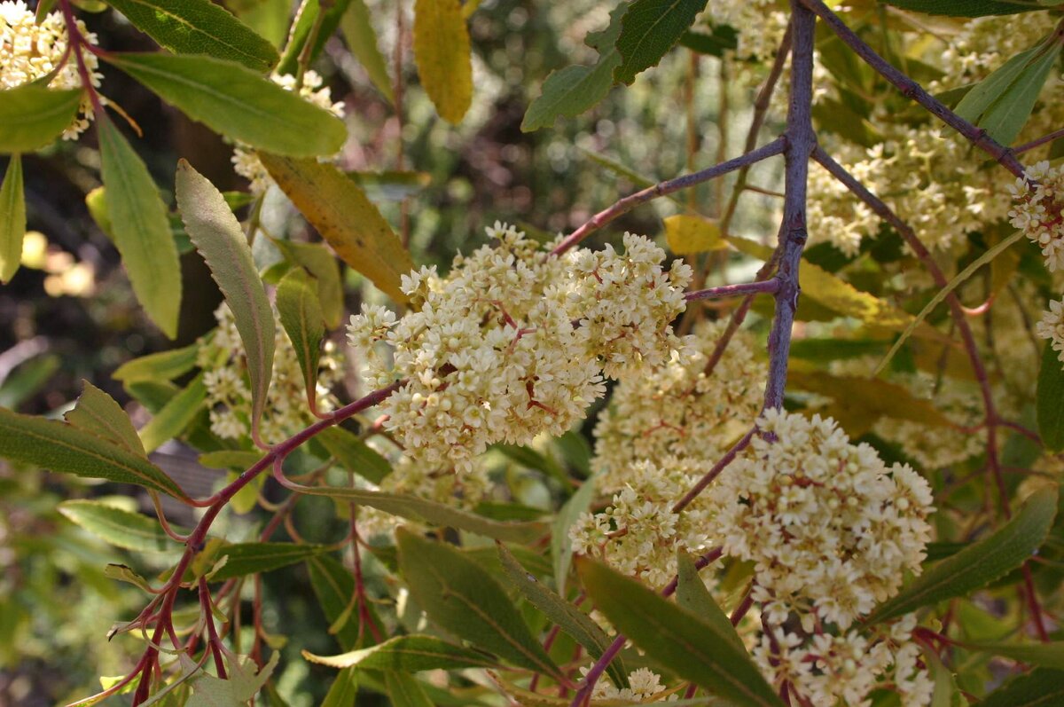 Кат - Catha edulis