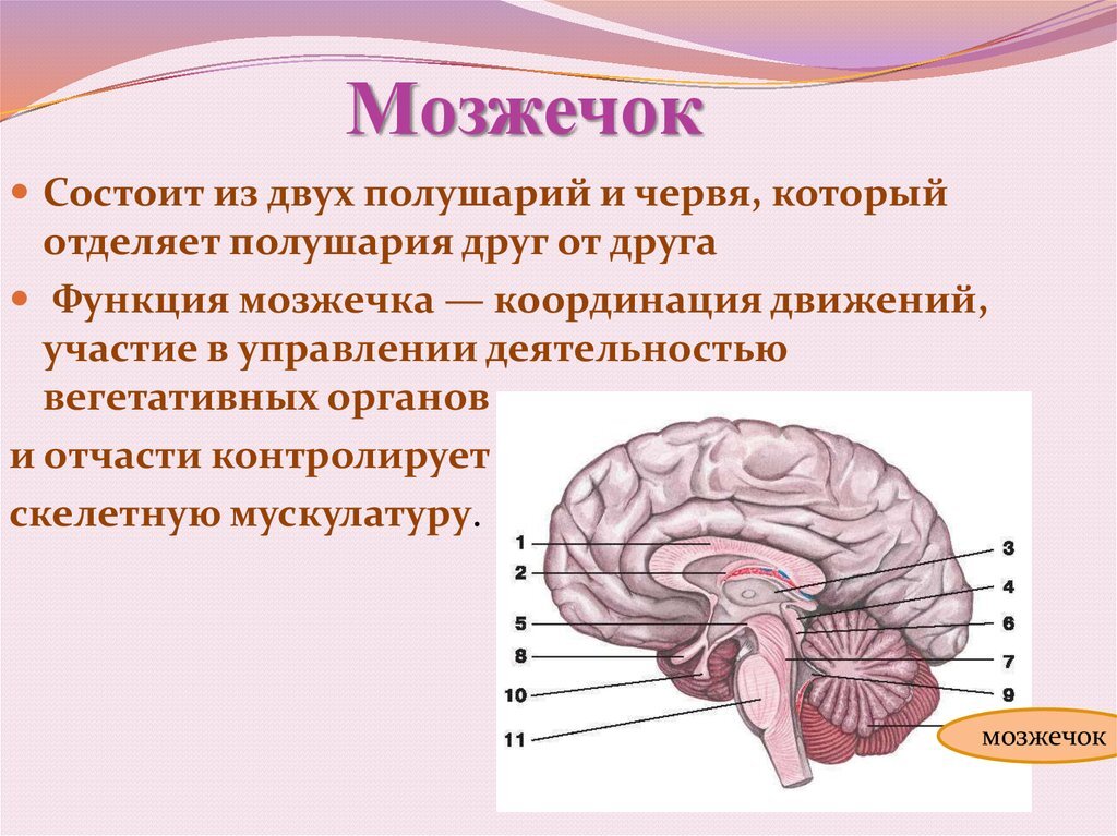 Где находится мозжечок рисунок