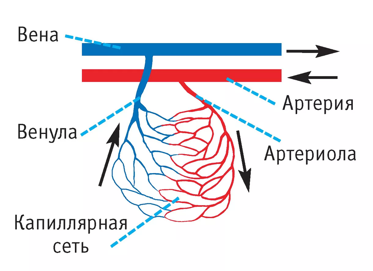 Как тренироваться при варикозе | ЗОЖздоровья | Дзен