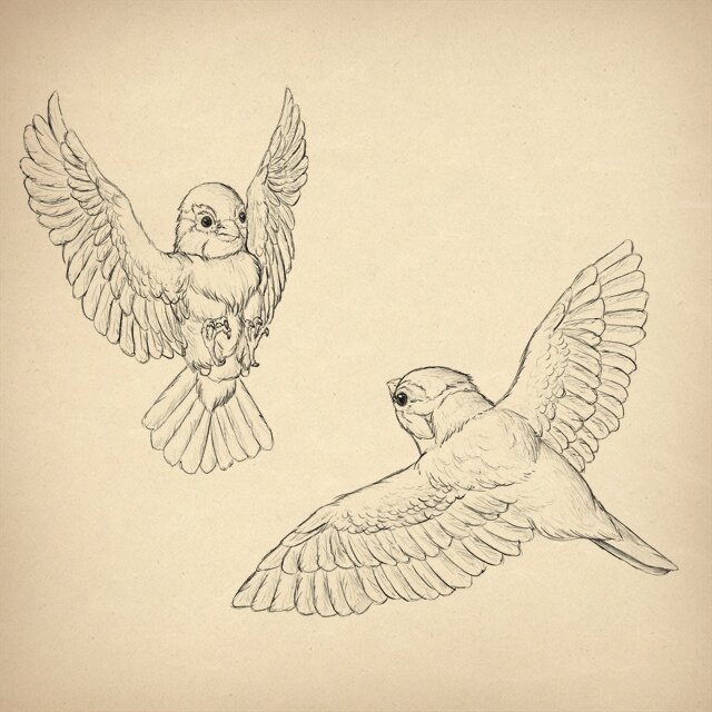 Как рисовать животных: птицы, анатомия и как их рисовать | Лёша Бирюков |  Дзен