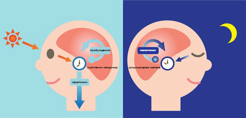 День и ночь - серотонин и мелатонин.