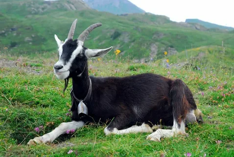 Яндекс картинки. Коза альпийская.