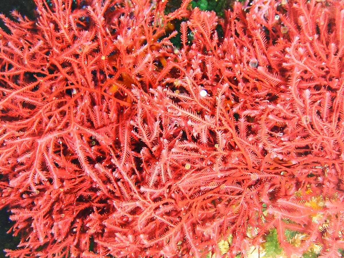 КАРРАГИНАН -  экстракт морских водорослей