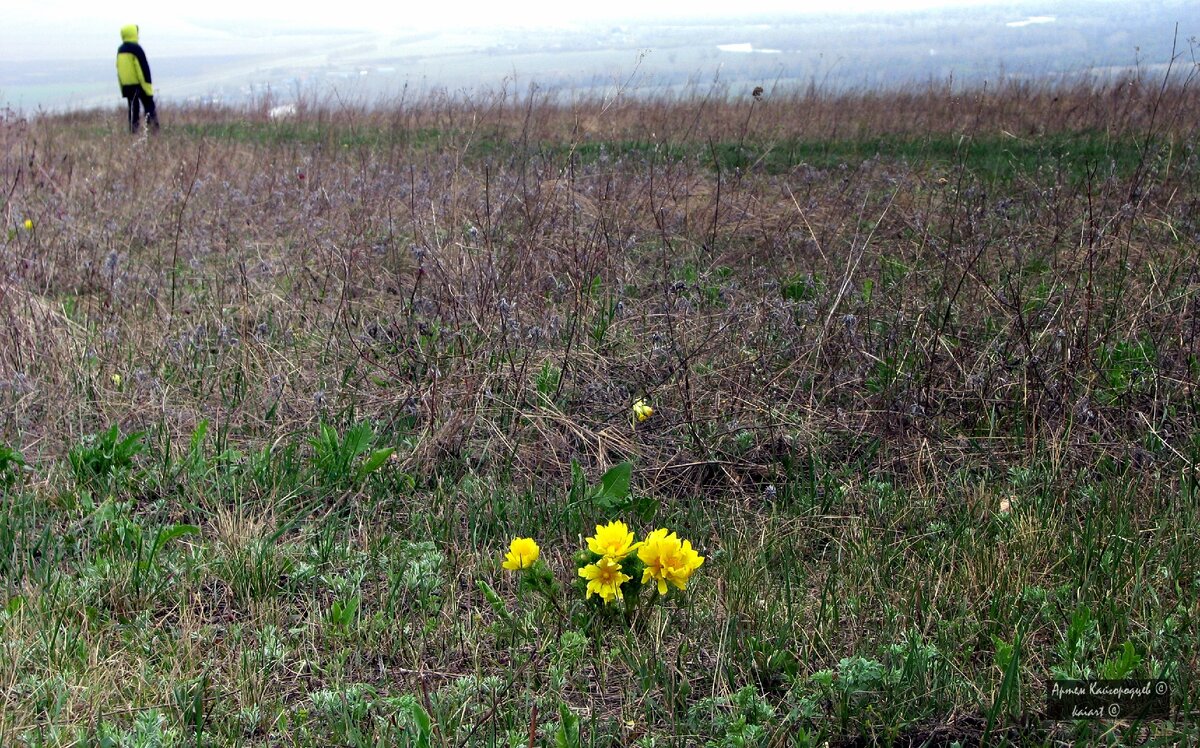 Адонис весенний. Фото: KAIART