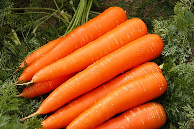 https://mister-sadovnik.ru/wp-content/uploads/2018/04/carrot-big.jpg