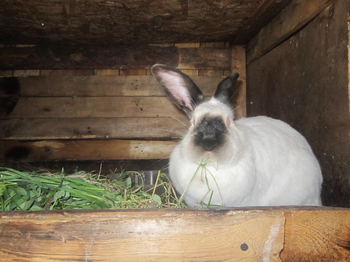 Можно ли кормить кроликов свежей травой. На форумах и на просторах интернета ходит мнение что свежую скошенную траву давать кроликам нельзя.