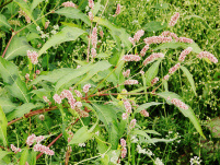 горец почечуйный