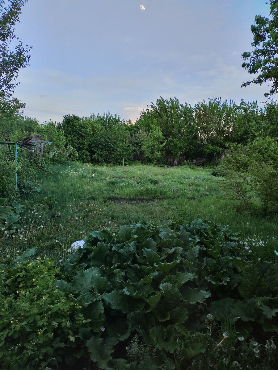 Вид из окна моего дома на приусадебный участок