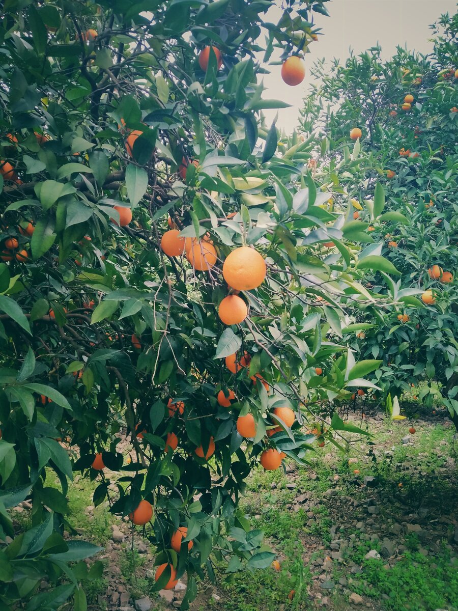 Апельсиновый сад. Фото из личного архива.
