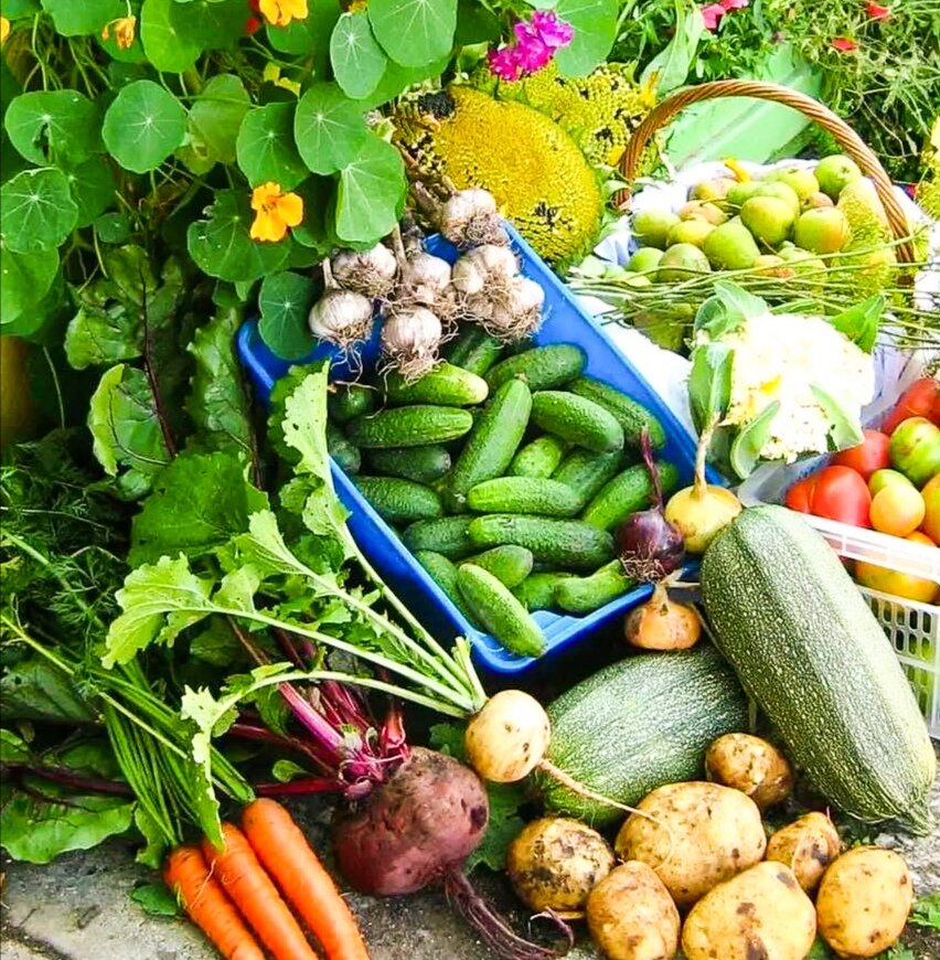 Овощи с грядки