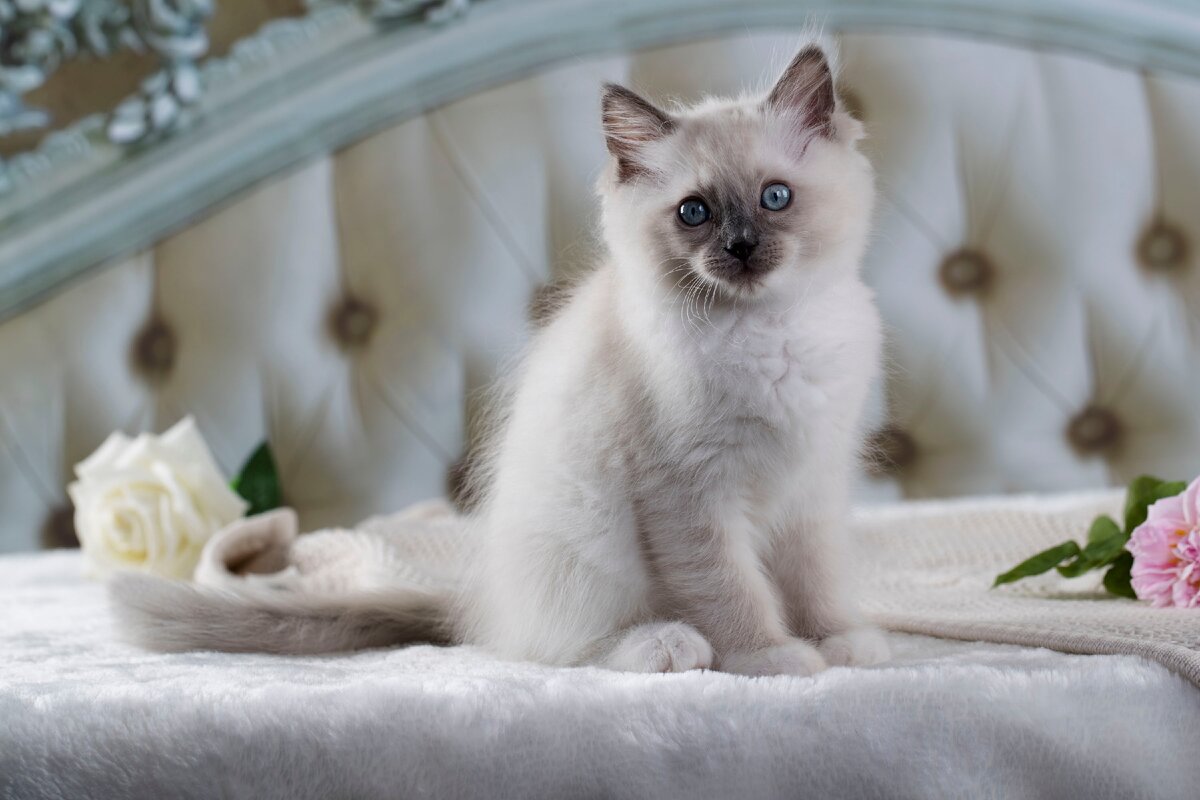 Сидим дома...