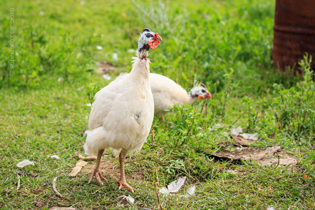 Еще одно «ноу-хау» — цесарки, которые не кричат и не улетают.