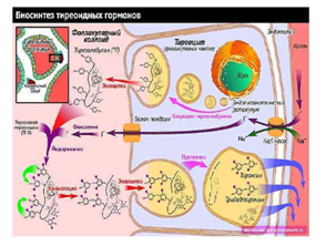 Thyreoglobulin (Tg) - is a protein formation - a protein formed by the cells of the thyroid gland. Thyroglobulin accumulates in the structural and functional unit of the gland - the follicle - as a colloid (a liquid substance with a suspension containing hormones). When hormones (T4 and T3) are released from the thyroid gland, Thyreoglobulin enters the bloodstream along with the hormones. Therefore, it is normal for a blood test to detect a certain amount of thyreoglobulin.