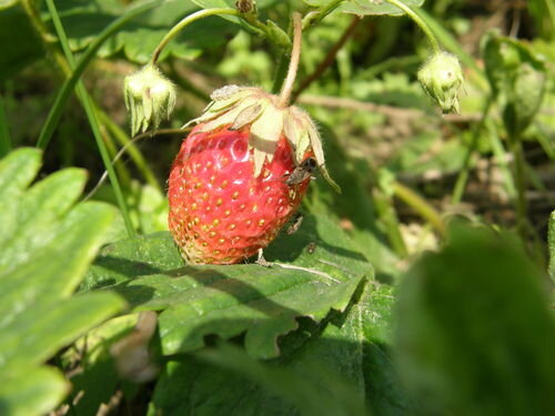 Клубника -ягода, до чего же ты вкусна! Фото автора.