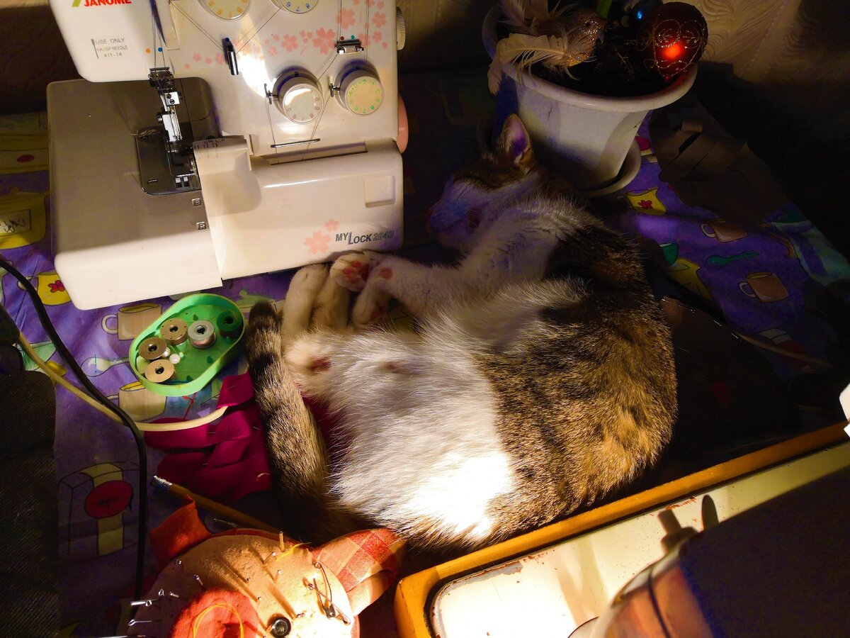 Уснула прямо на моём рабочем столе...