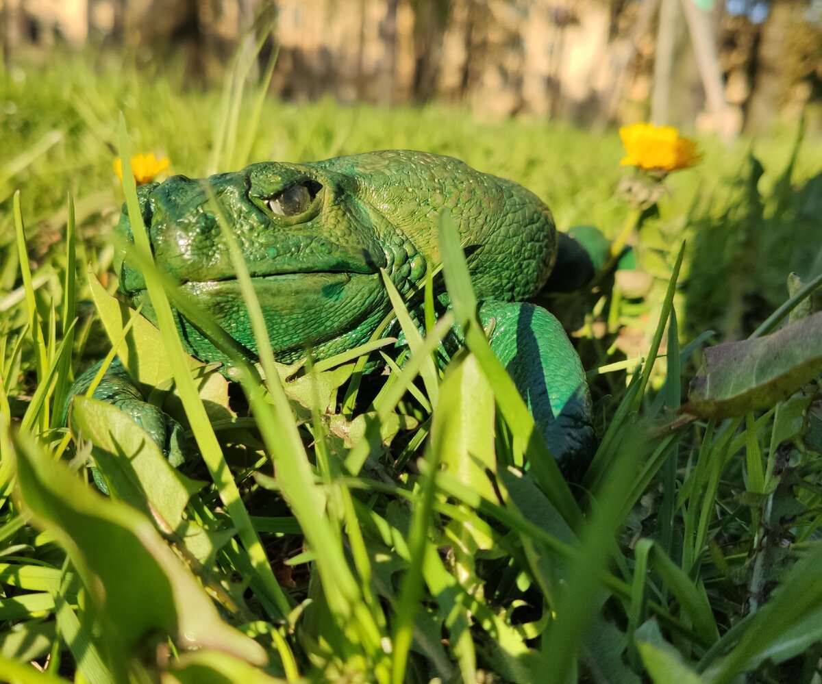Это я, прогуливаюсь в свежей травке