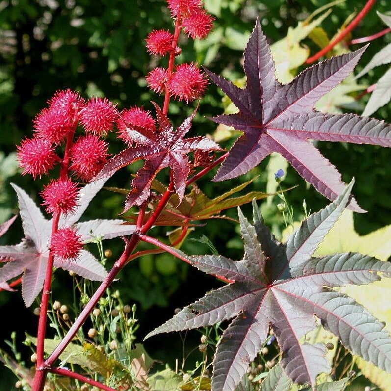 Касторовые бобы