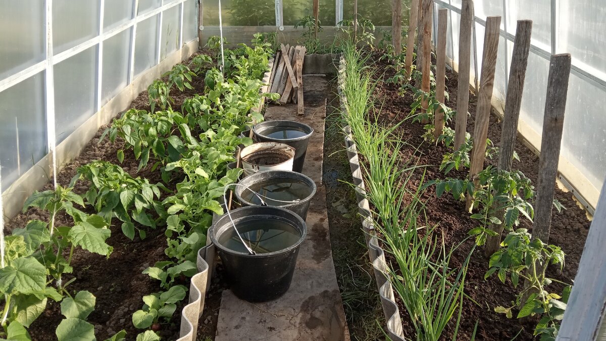 Вот так выглядит теплица после прополки. Листайте галерею