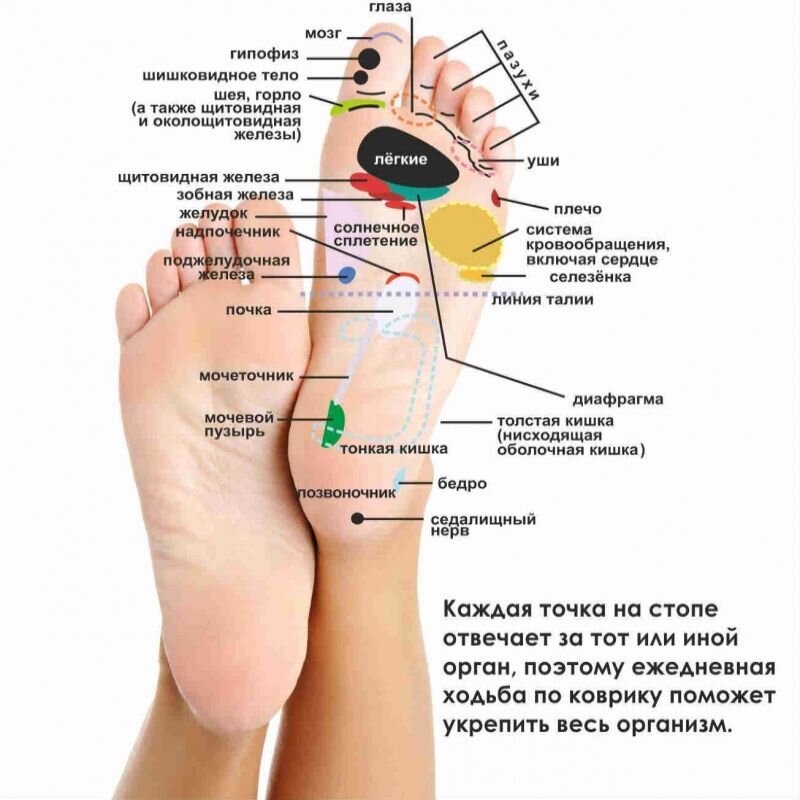 Точки на стопе отвечающие за органы фото