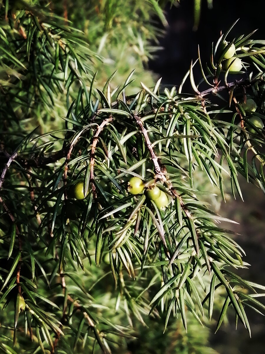 Молодые ели