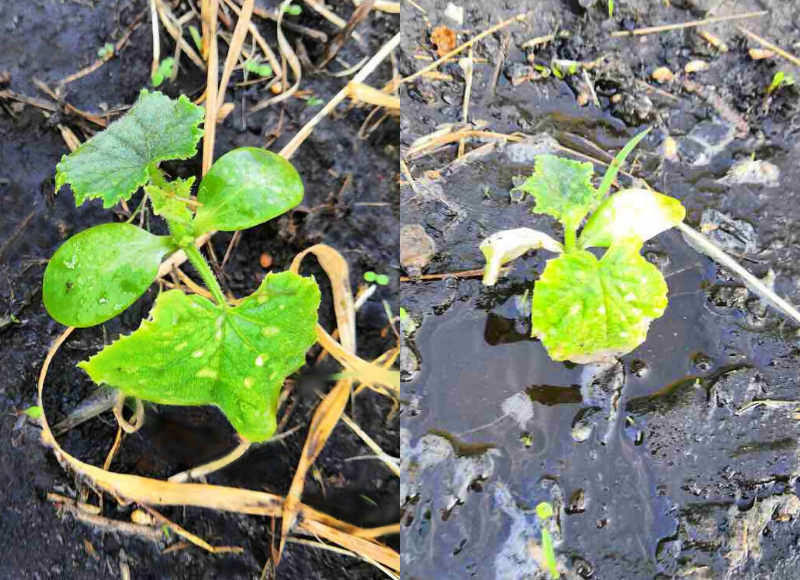Недавно пересаженные огурцы, вид во время полива удобрением и через 3 дня