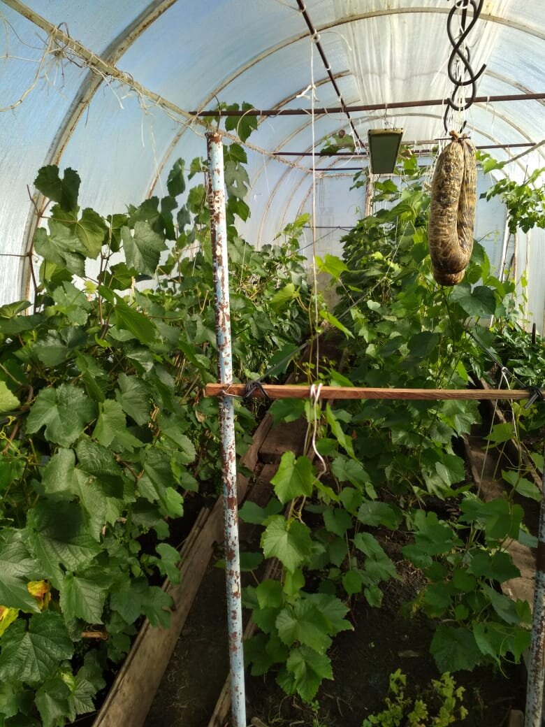 Тут же и "казалык"- колбаса из конины сырокопченая поспевает.