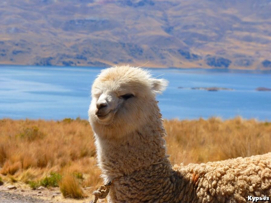 Альпака                                                                                                          (ист. изобр. https://pxhere.com/ )