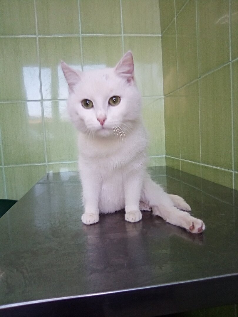 Вот в таком виде кошечка была доставлена в ветклинику.