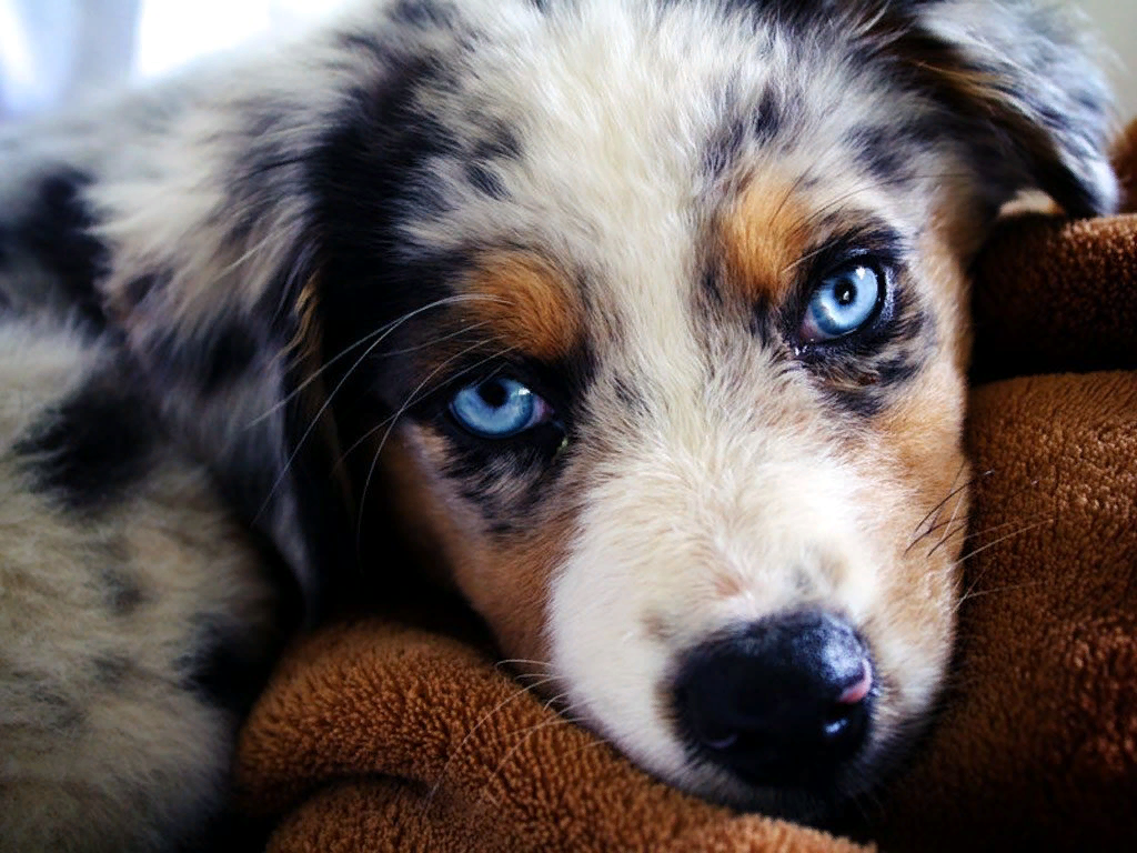 Порода собак с голубыми глазами. Аусси австралийская овчарка. Собака австралийская овчарка аусси. Австралийская овчарка голубоглазая. Австралийская овчарка аусси с голубыми глазами.