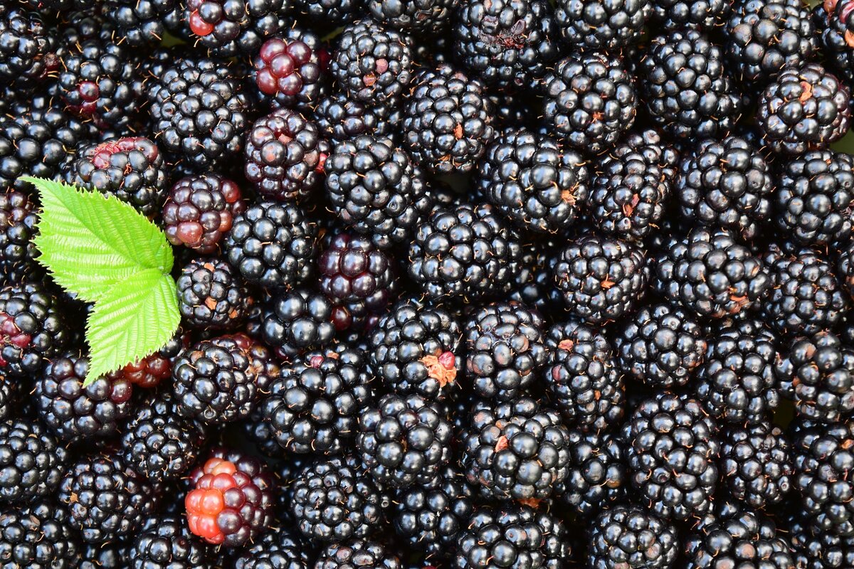Изобилие ягод: как получить рекордный урожай ежевики