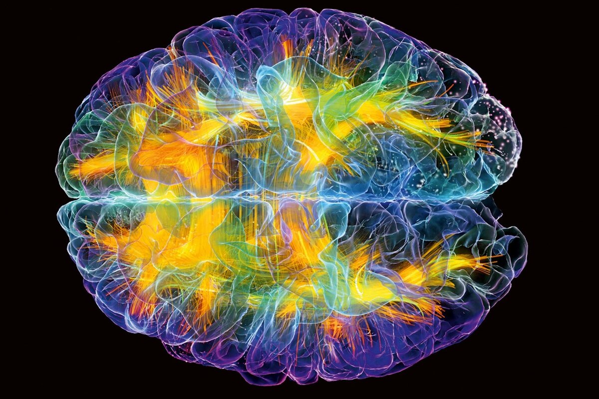 Источник фото: NIH Brain initiative 