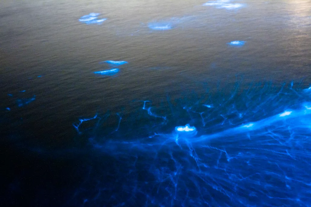 Частицы океана. Водоросль ночесветка черное море. Остров Ваадху. Фосфоресцирующий планктон. Озеро Гипселенд Австралия.