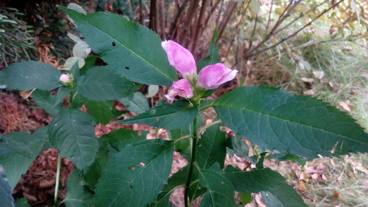 Хелоне косая в первый год после посева. Фото автора