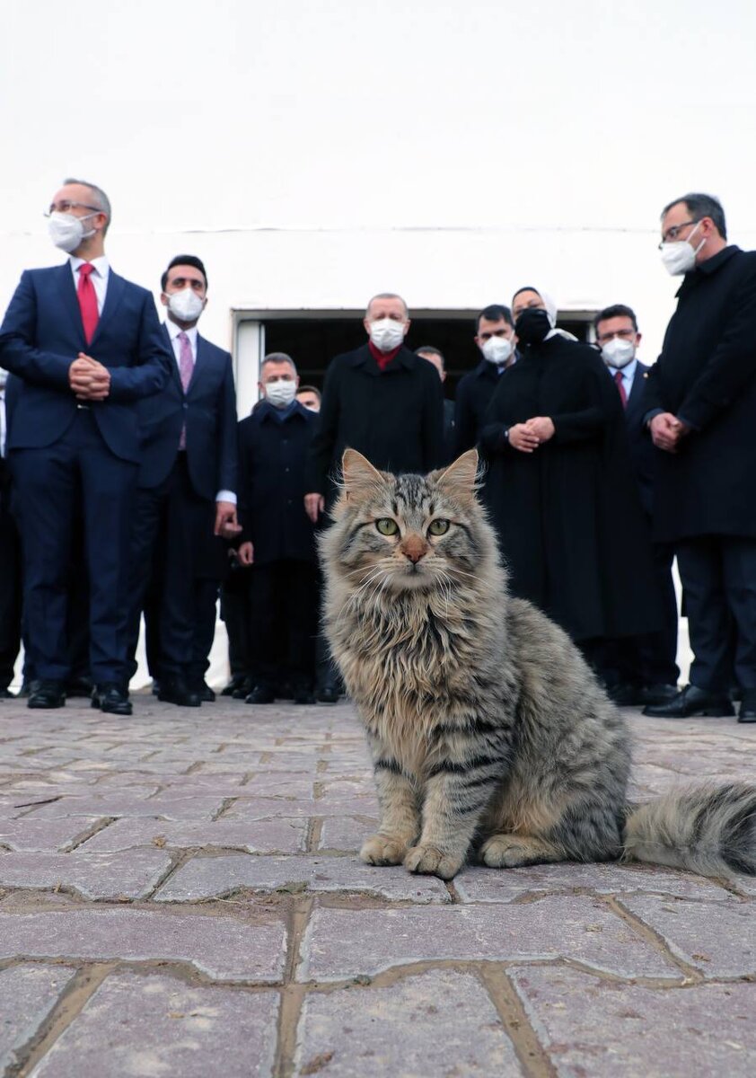 Котики и вот это вот все.