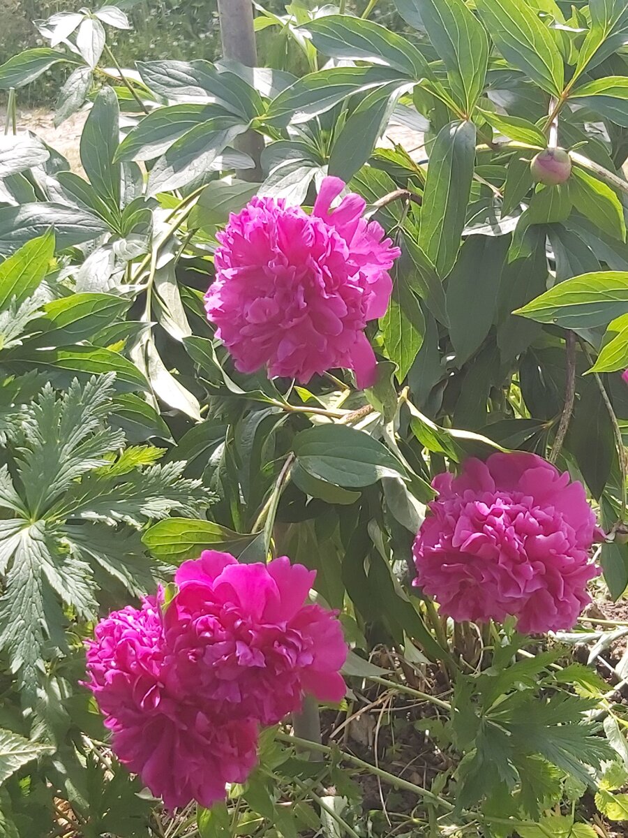 А на этом всего 12, но крупных