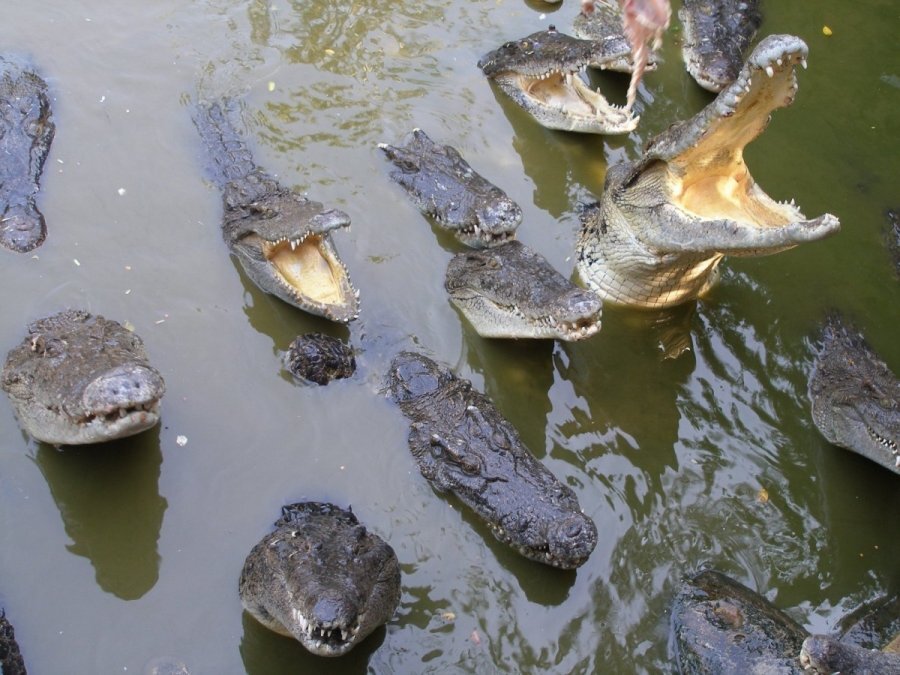 Крокодил в водоеме. Крокодил в бассейне. Пруд с крокодилами. Озеро с крокодилами.