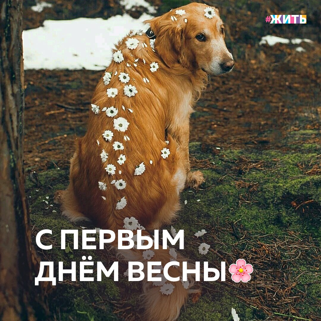 Одни уже вовсю греются на солнышке, кто-то спасается от дождика под зонтом, а у третьих уверенным слоем лежит снег. Но холода уже позади, можно смело сказать: "Ура! Перезимовали"🎉 
С первым днём весны Вас, друзья! Пусть это время года подарит Вам незабываемые и светлые моменты!

Какое время года Вам больше всего по душе?

#жить #проектжить